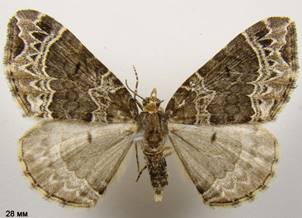 E.silaceata_4