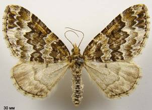 E.corylata_1