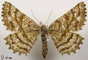 E.atomaria_2
