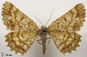 E.atomaria_3