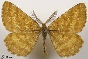 E.atomaria_8