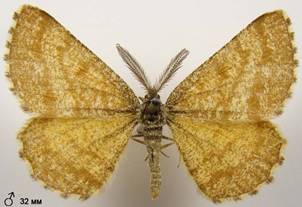 E.atomaria_9