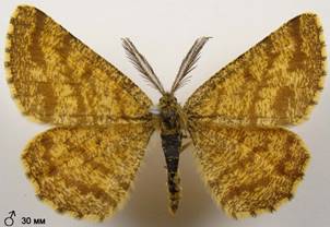 E.atomaria_15