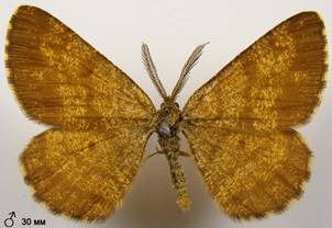 E.atomaria_10
