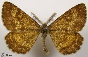E.atomaria_12