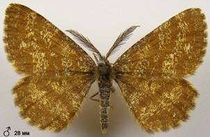 E.atomaria_13
