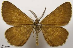 E.atomaria_14