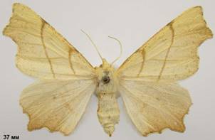 E.erosaria_1