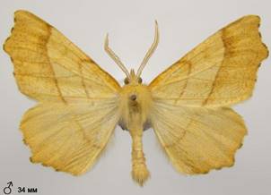 E.quercinaria_5