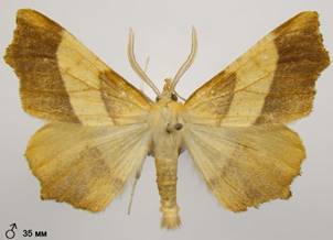 E.quercinaria_6