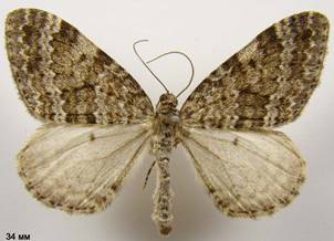 E.caesiata_1