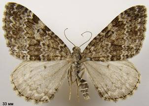 E.caesiata_3