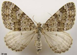 E.caesiata_5