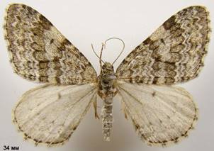 E.caesiata_7