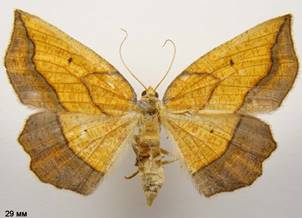 E.repandaria_3