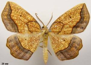E.repandaria_4