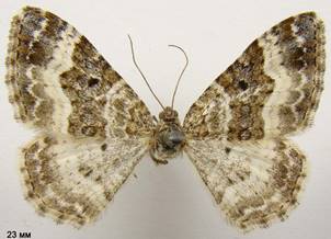 E.alternata_1