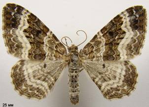 E.alternata_2
