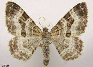 E.alternata_3