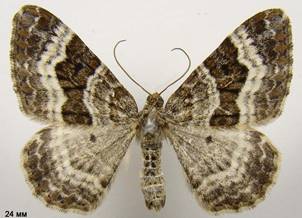 E.alternata_4
