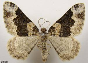 E.galiata_2