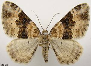 E.galiata_3