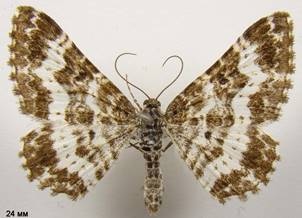 E.tristata_2