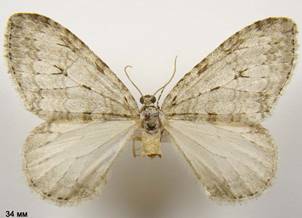 E.christyi_1