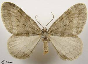 E.christyi_2