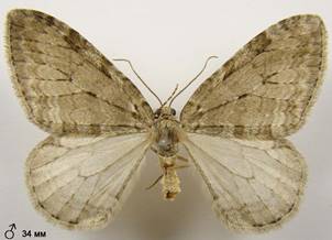E.christyi_3