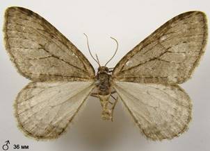 E.dilutata_1