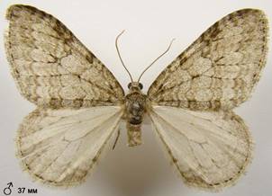 E.dilutata_2