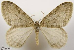 E.dilutata_3