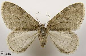 E.dilutata_5