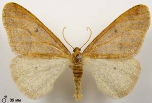 E.defoliaria_2
