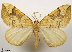 E.populata_1