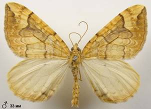 E.populata_2