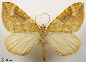 E.populata_3