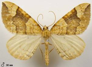 E.populata_4