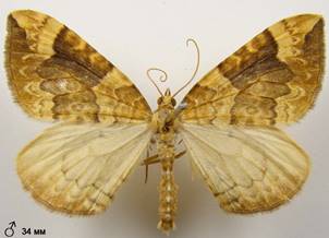 E.populata_5