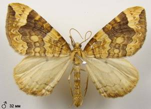 E.populata_6