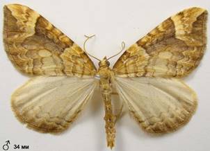 E.populata_7
