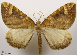 E.populata_8