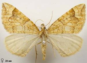 E.populata_9