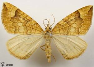 E.populata_11