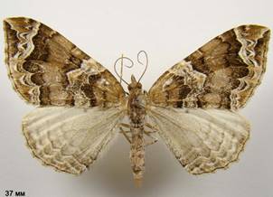 E.prunata_1