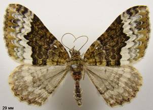 E.biangulata_1