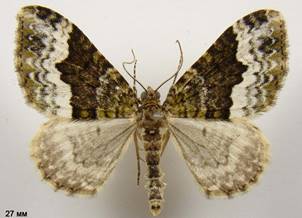E.biangulata_2