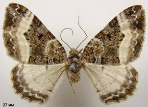 E.unangulata_1