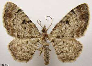 E.abietaria_2